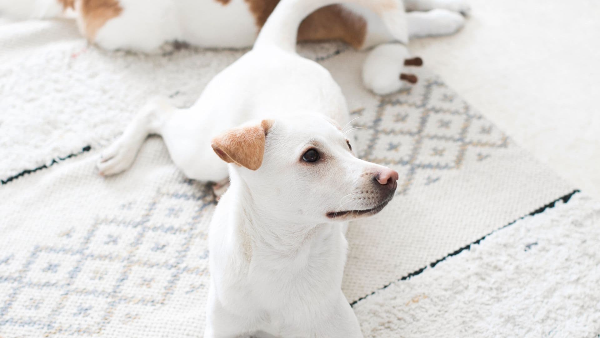 Two dogs resting on a patterned carpet in a sunlit room