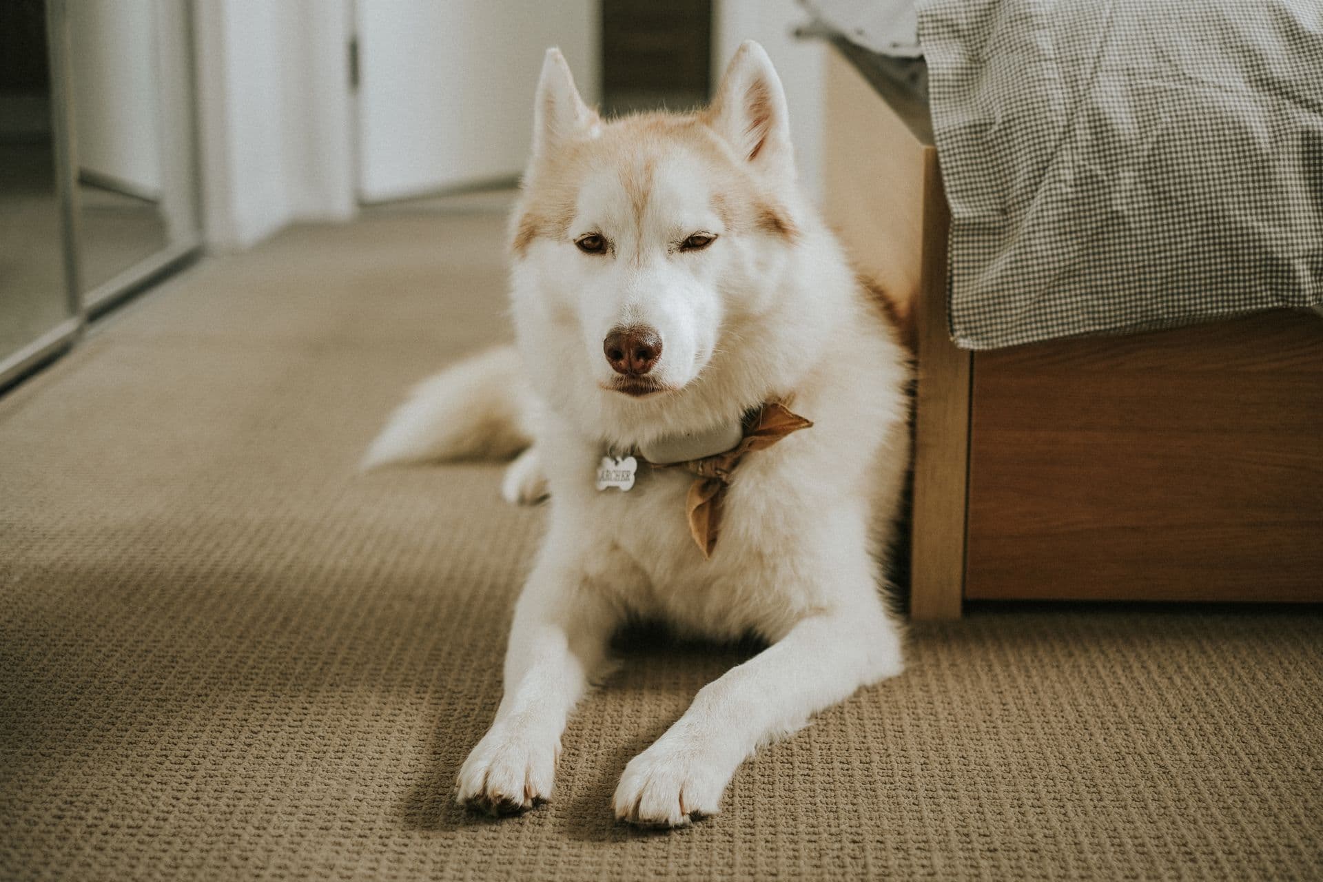 A husky lying on bedroom carpet beside a bed in the afternoon light